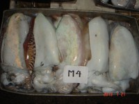/album/photos-cuttlefish/cattlefish-m4-jpg/